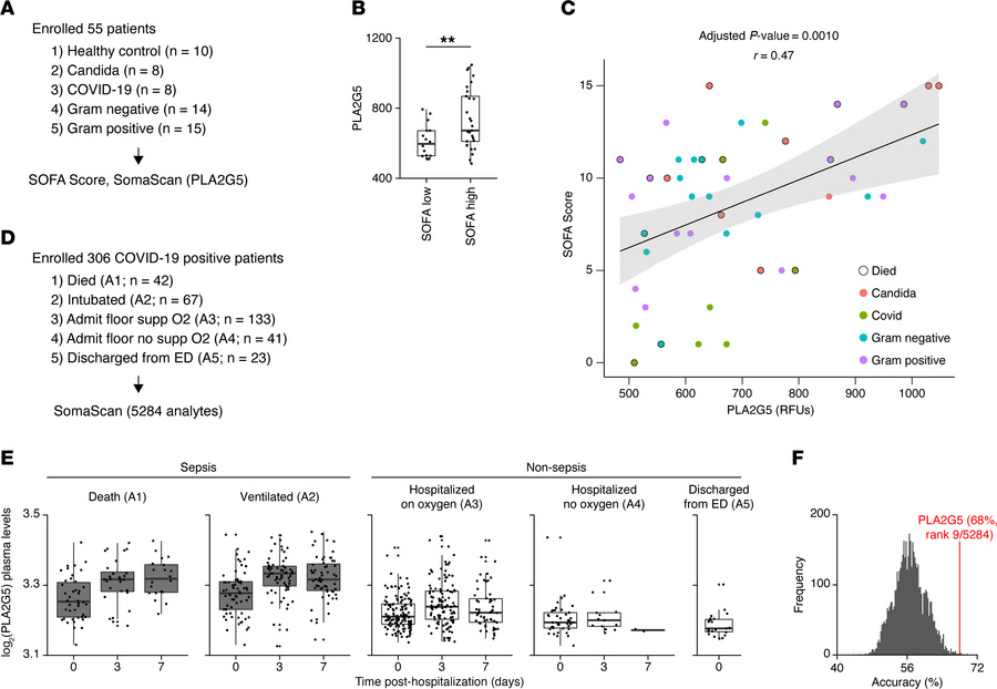 The serum level of PLA2G5 is elevated in humans with sepsis.
(A) Schemat...
