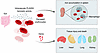 Schematic depicting the proposed model for the role of PLA2G5 in sepsis.