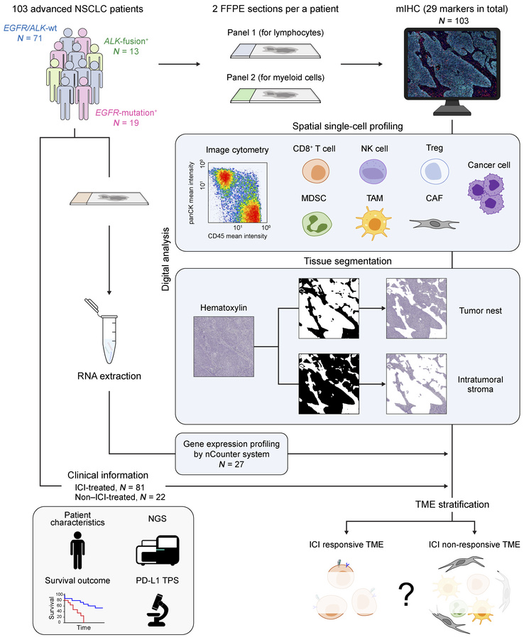 A schematic of the study design.
Two sequential FFPE tumor tissue sectio...