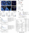 Association of spatial localization of tumor-infiltrating CD8+ T cells with