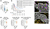 Association of Ki-67 expression in Trm-like CD8+ T cells with ICI efficacy.