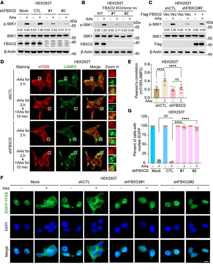 FBXO2 promotes amino acid–induced mTORC1 activation.
(A and B) HEK293T c...