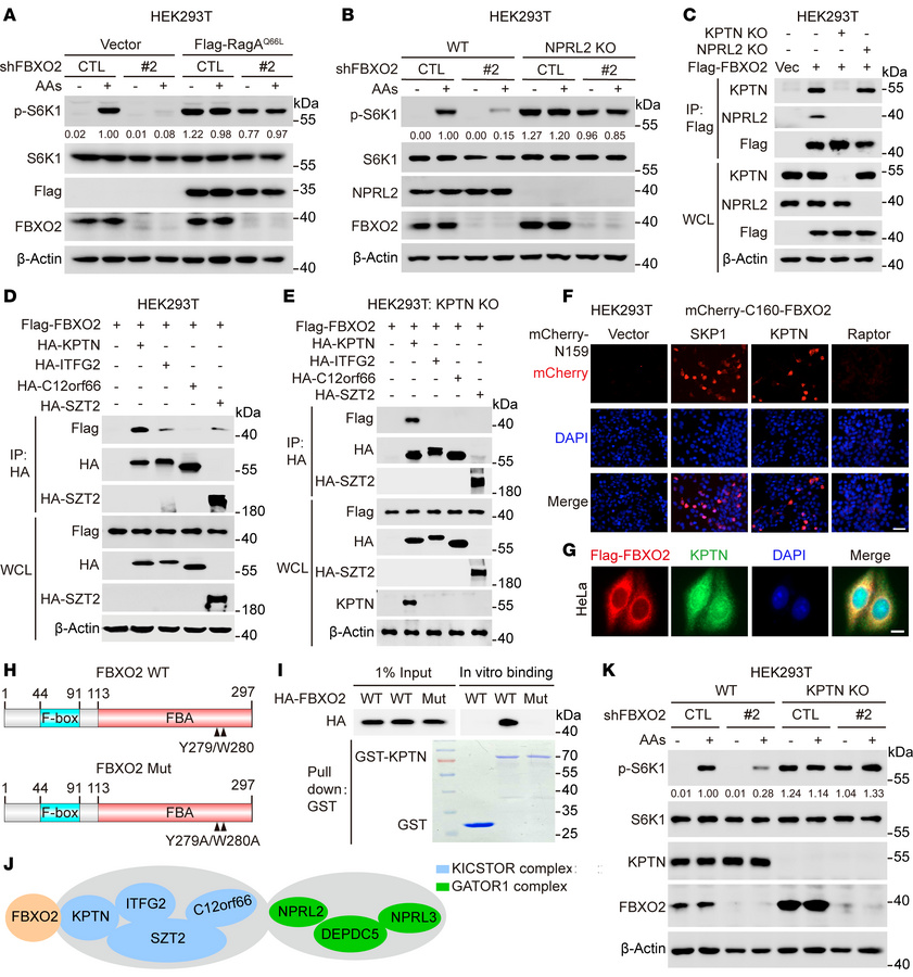 FBXO2 directly binds to KPTN via its F-box–associated domain.
(A and B) ...