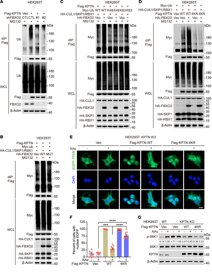 FBXO2 activates mTORC1 by promoting KPTN ubiquitination.
(A and B) HEK29...