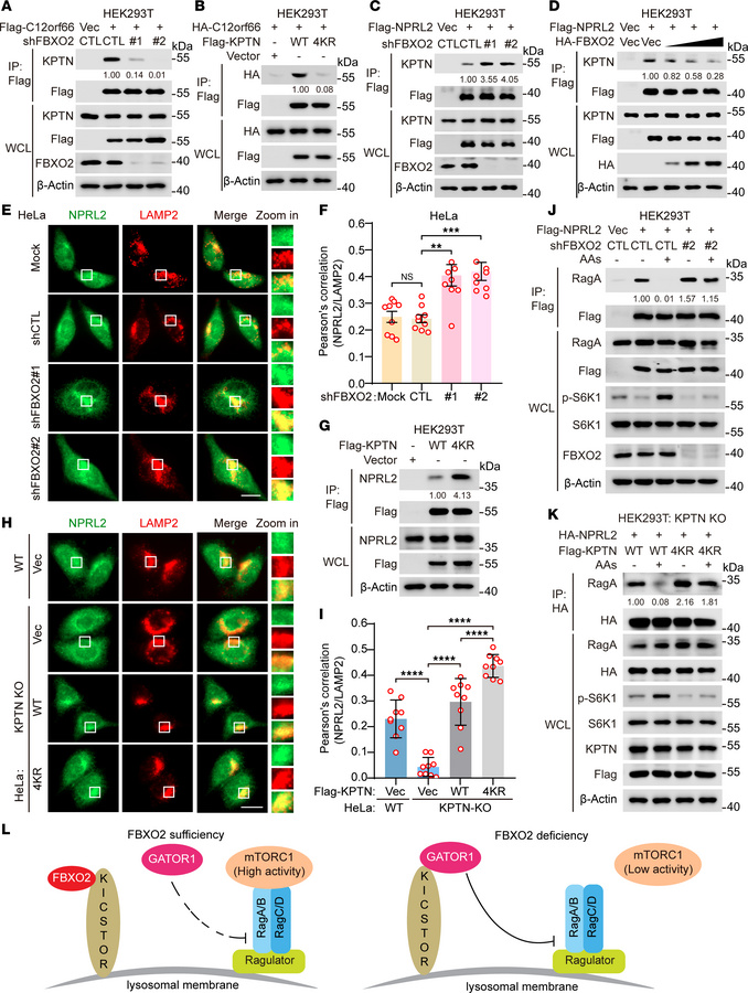 FBXO2-mediated KPTN ubiquitination suppresses KICSTOR functions.
(A–D) H...