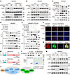 FBXO2 directly binds to KPTN via its F-box–associated domain.