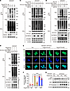 FBXO2 activates mTORC1 by promoting KPTN ubiquitination.