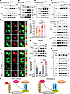 FBXO2-mediated KPTN ubiquitination suppresses KICSTOR functions.