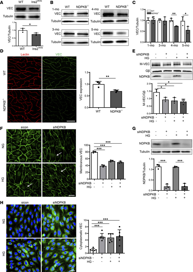 VE-cadherin expression is reduced in the diabetic and prediabetic retina...