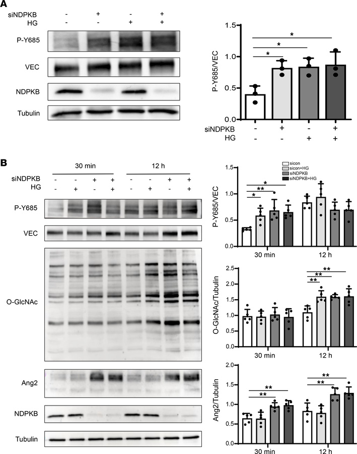 VE-cadherin Y685 phosphorylation is triggered by HG and NDPKB deficiency...