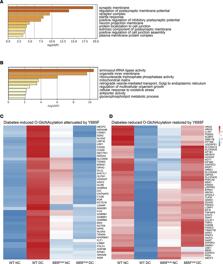 VE-cadherin Y685F-mediated reversal of retinal pathology engages neurova...