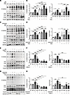 O-GlcNAcylation mediates VE-cadherin Y685-dependent Ang2 upregulation under