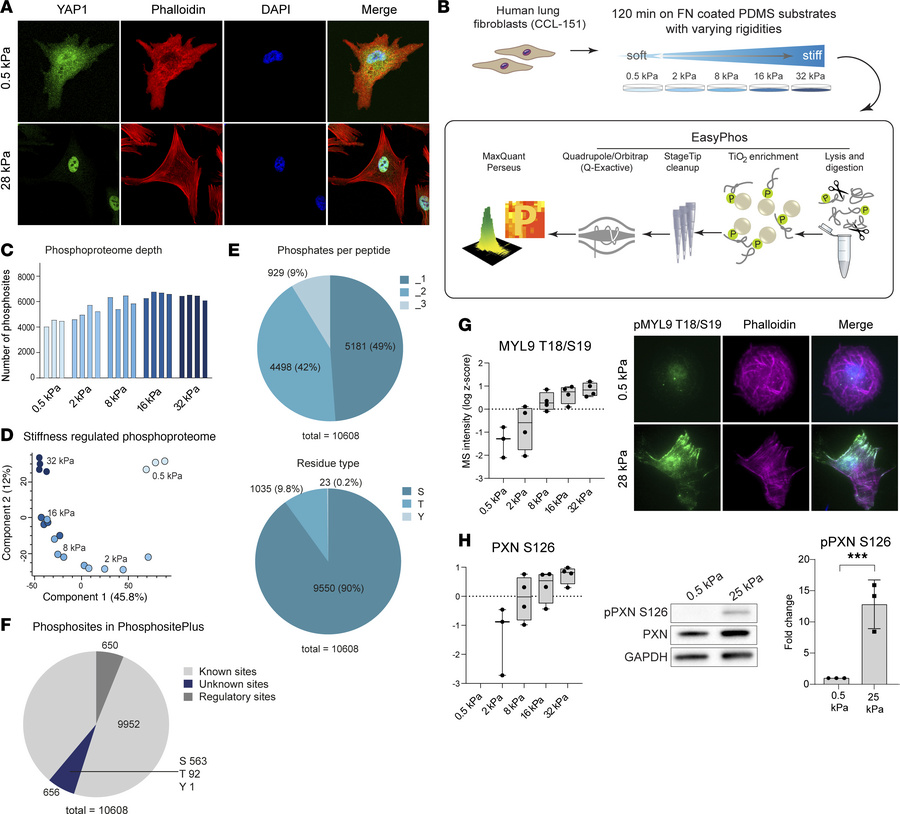 Human lung fibroblasts activate mechanosensitive signaling pathways on s...
