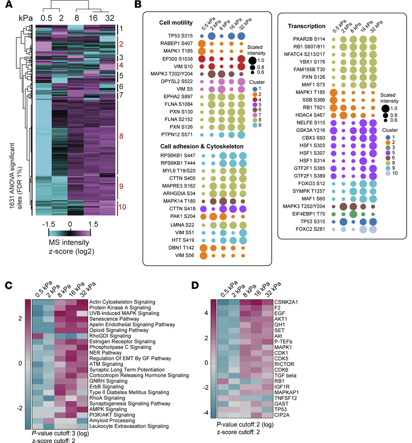 Phosphoproteomics reveals mechanosensitive signaling pathways.
(A) Heatm...