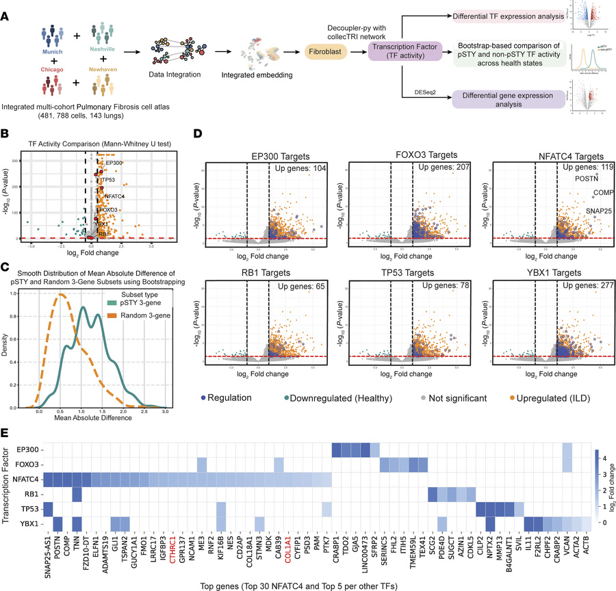 A core mechanosensitive gene set downstream of differentially phosphoryl...