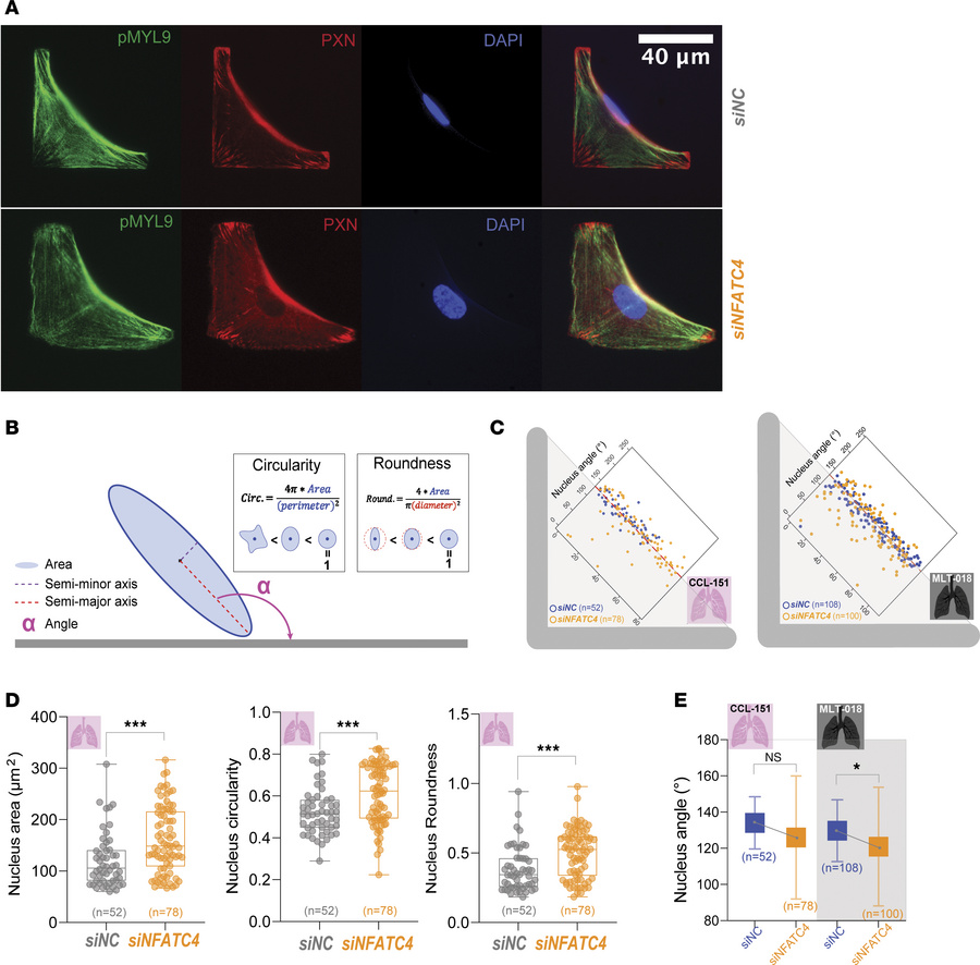 
NFATC4 knockdown alters nuclear morphology and positioning on fibronect...