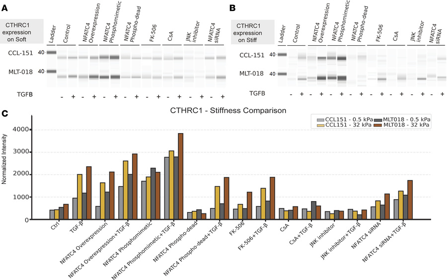 CTHRC1 protein expression in CCL-151 and MLT-018 fibroblasts across subs...