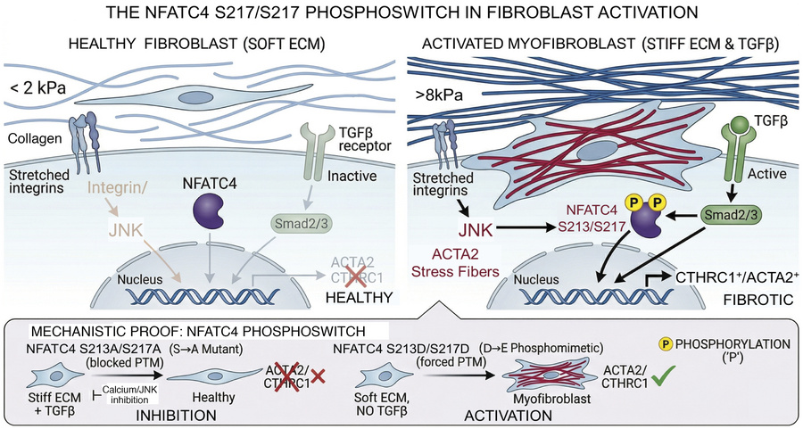 Model of the NFATC4 S213/S217 phospho-switch controlling fibroblast-to-m...