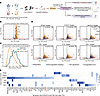 A core mechanosensitive gene set downstream of differentially phosphorylate