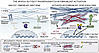 Model of the NFATC4 S213/S217 phospho-switch controlling fibroblast-to-myof