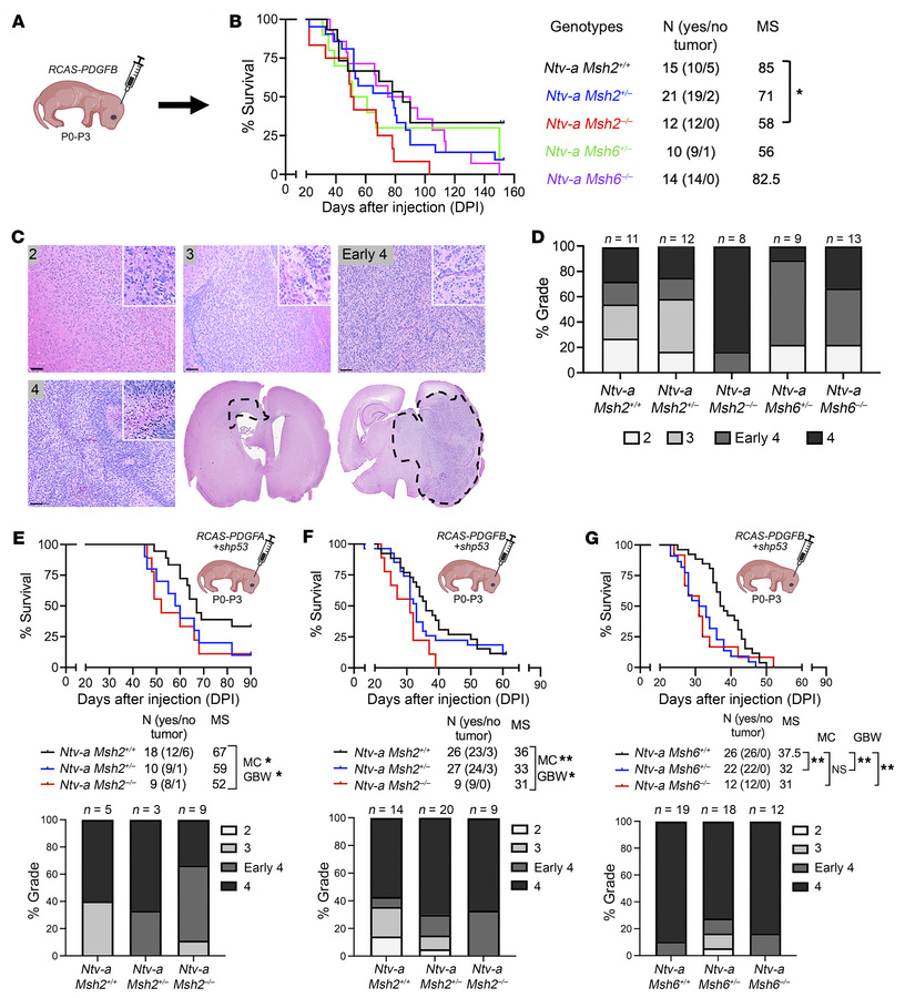 
Msh2 germline loss drives low-grade to high-grade glioma progression.
(...