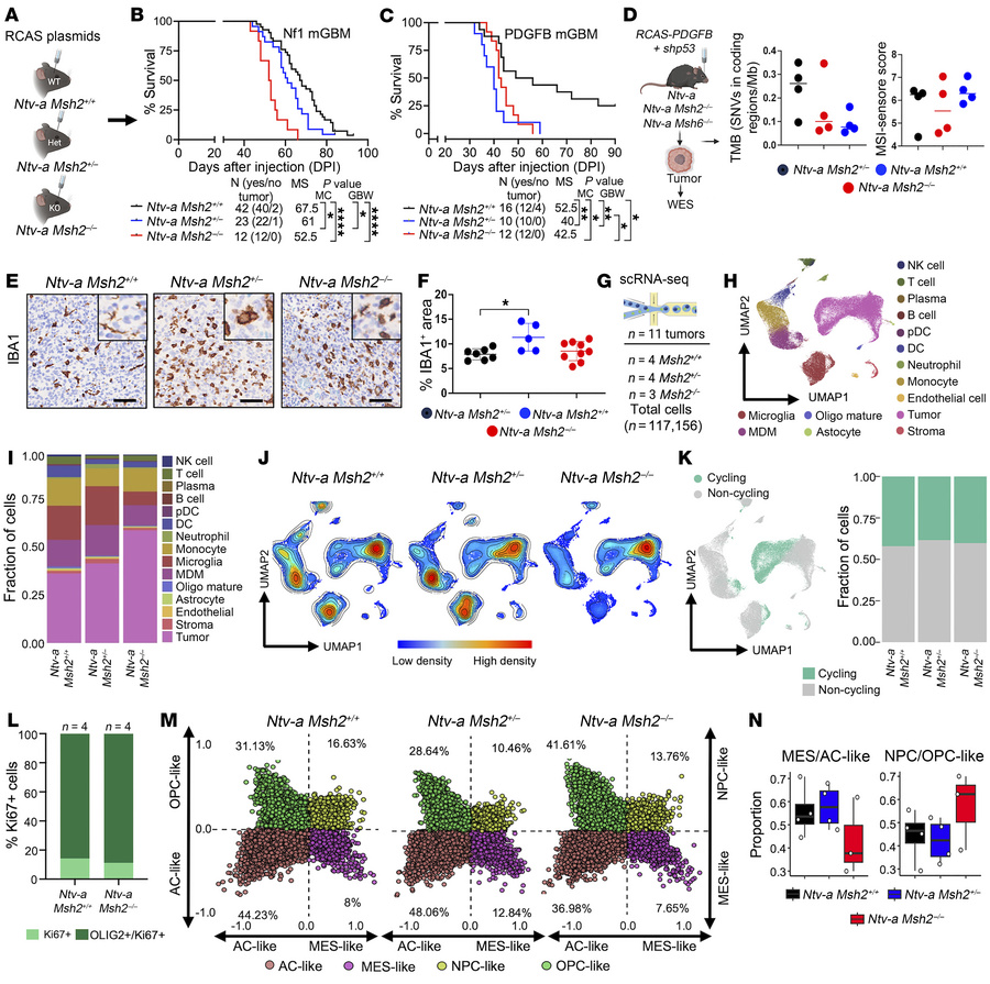 Germline loss of Msh2 drives GBM progression in adult mice without incre...