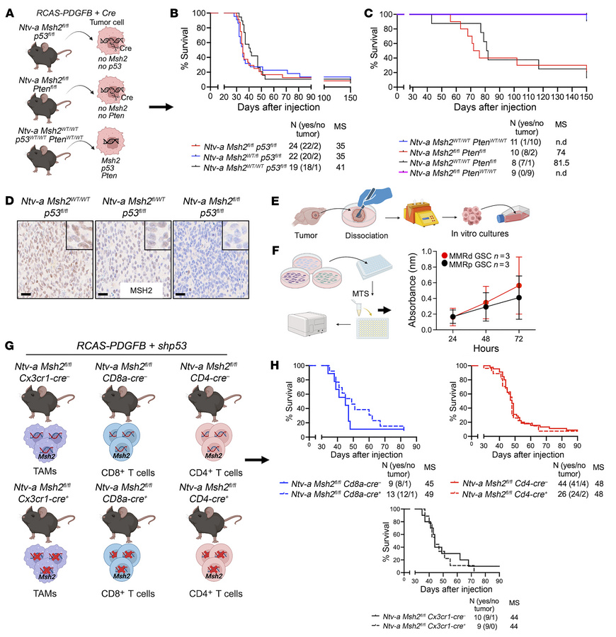 Somatic MMRd does not lead to shortened survival in tumor-bearing mice.
...