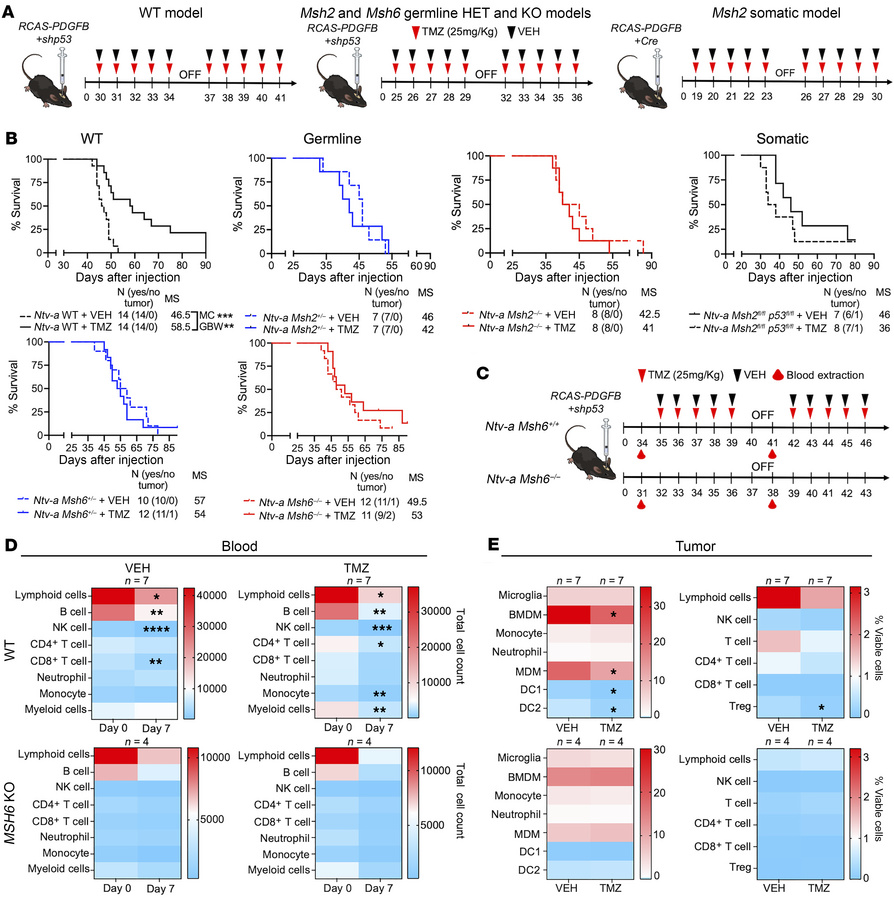Germline MMRr, MMRd, and somatic MMRd confer resistance to TMZ in vivo.
...