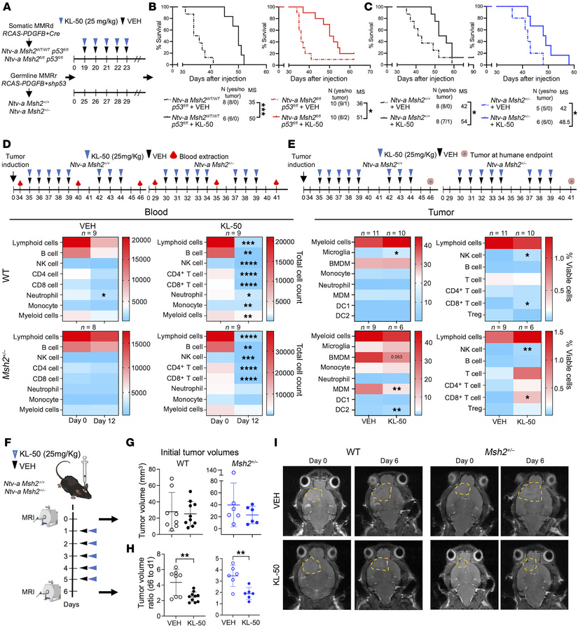KL-50 treatment is potent against MMRp tumors as well as germline and so...