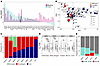 Distinct distributions of mutation types and correlations with TMB highligh