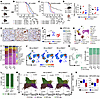 Germline loss of Msh2 drives GBM progression in adult mice without increasi