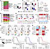 Germline Msh2 loss–driven MMRd tumors exhibit reduced lymphoid infiltration