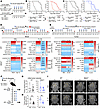 KL-50 treatment is potent against MMRp tumors as well as germline and somat