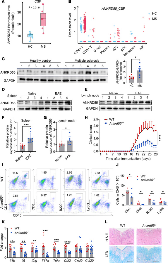 ANKRD55 promotes disease progression of MOG35–55-induced EAE.
(A) Pseudo...
