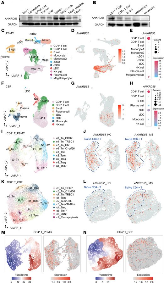 ANKRD55 is mainly expressed in CD4+ T cells and is engaged in T cell dev...