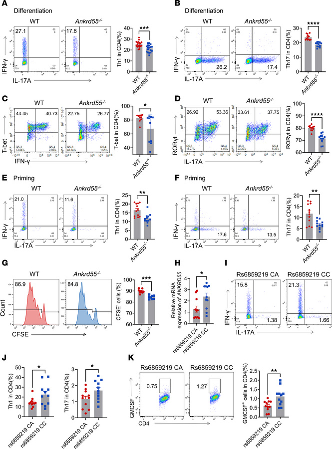ANKRD55 critically promotes Th1 and Th17 differentiation.
(A and B) Flow...