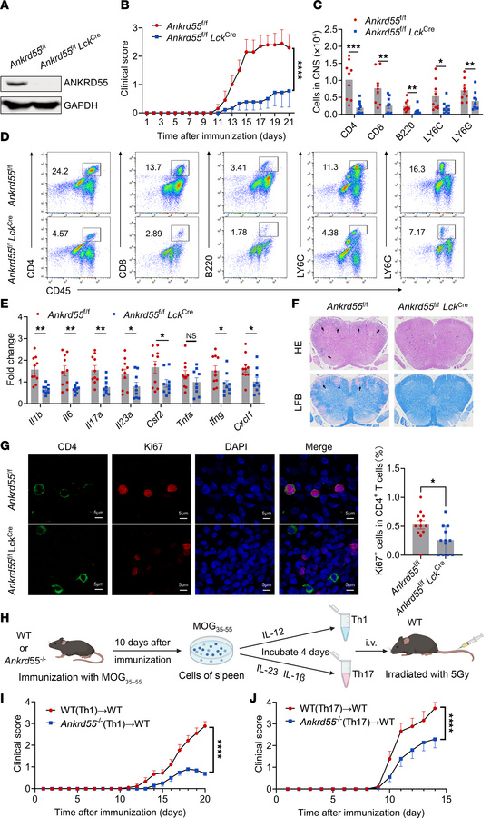 Genetic deletion of Ankrd55 in T cells protects from both active and Th1...
