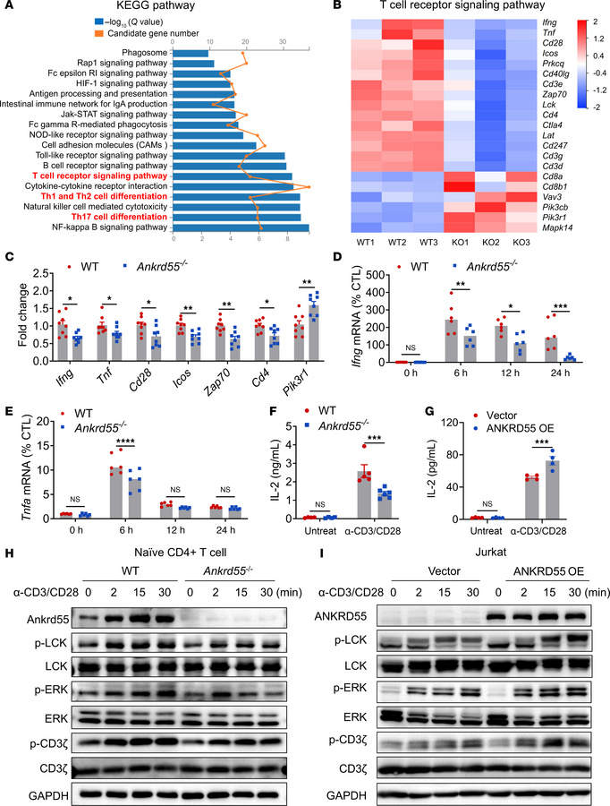 ANKRD55 promotes TCR signal transduction.
(A) Through KEGG pathway analy...