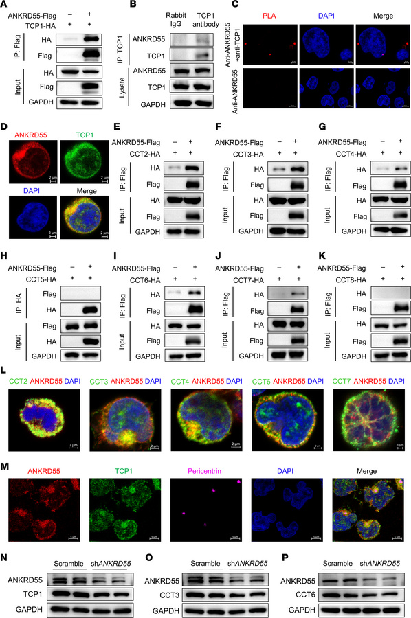 ANKRD55 interacts with multiple subunits of the CCT complex required for...