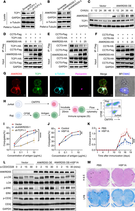 ANKRD55 affects CCT complex assembly by competing with CCT5 binding to C...