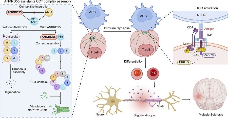 graphical abstract