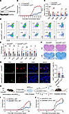 Genetic deletion of Ankrd55 in T cells protects from both active and Th1/Th
