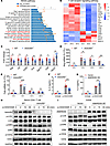 ANKRD55 promotes TCR signal transduction.