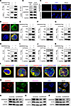 ANKRD55 interacts with multiple subunits of the CCT complex required for TC