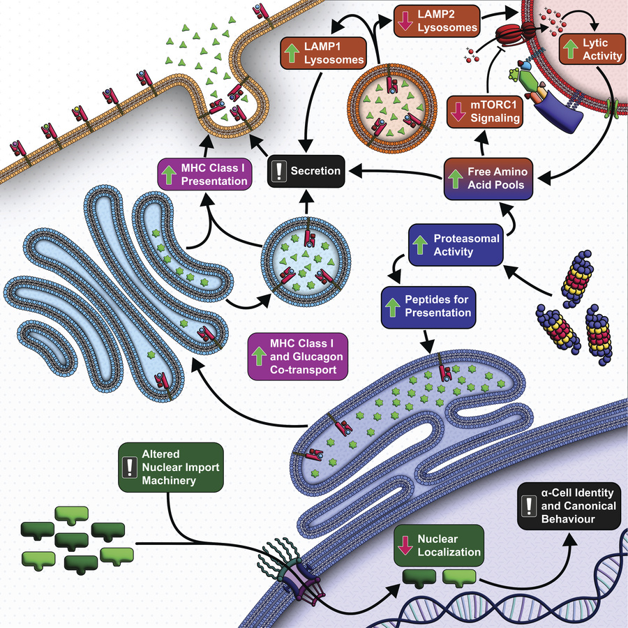 graphical abstract