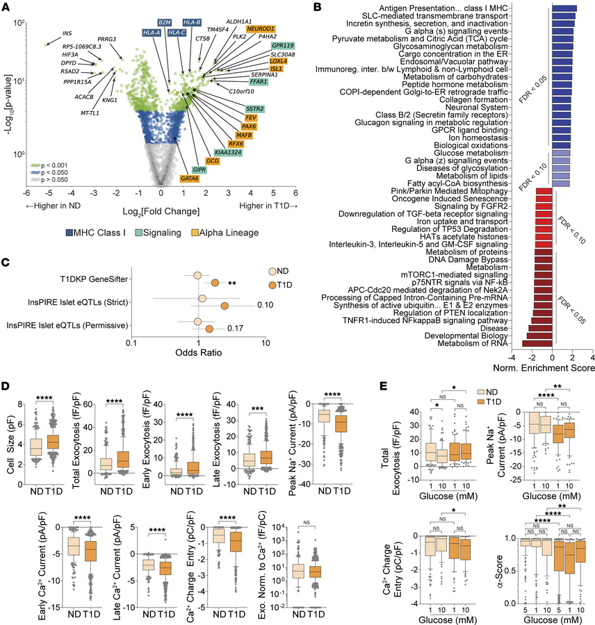 Patch-seq of T1D α cells.
(A) Volcano plot of differentially expressed t...