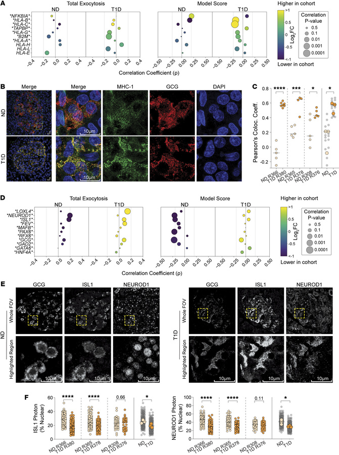 Altered localizations of MHC-I, and transcription factors ISL1 and NEURO...
