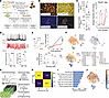 Patch-seq and electrophysiological profiling of donor islet cells.