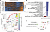 Linking transcript expression with model scoring in T1D patch-seq α cells a