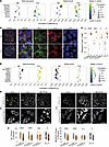 Altered localizations of MHC-I, and transcription factors ISL1 and NEUROD1